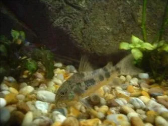 cory.webp