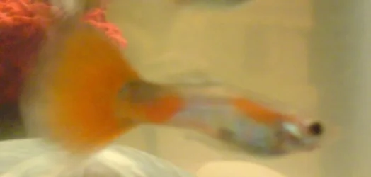red_tail_one.webp