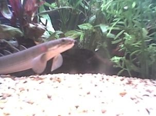 senegal_bichir_2.jpg