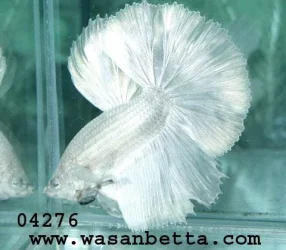 fwbettasd1084162572.webp
