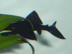 pleco.jpg