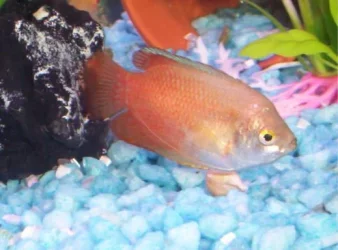 humperdink.webp