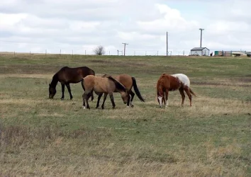 pasture_1.webp