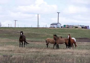 pasture_2.webp