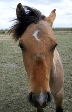 babyhorse.webp