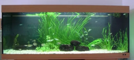 tank.webp