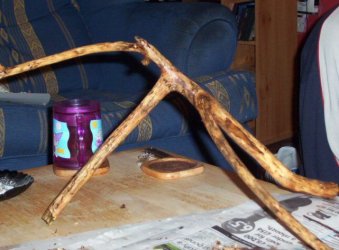 branch.jpg