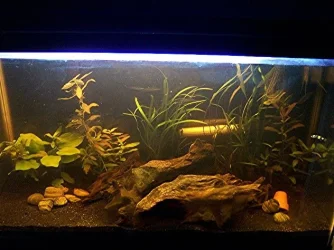 plantedtank1.webp
