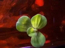 plant1.webp