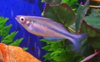 Rainbow_Fish__Lake_Kutubu__3.jpg