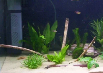 wood_in_tank.webp