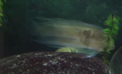 warpfish.webp