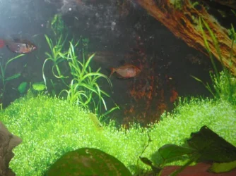 Andrews_tank_018.webp