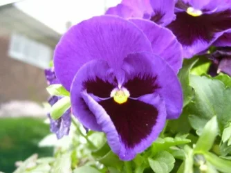s4200003.webp