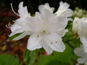 S4200005.webp
