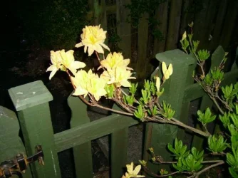 S4200010.webp