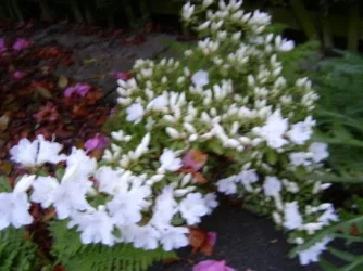 S4200013.webp