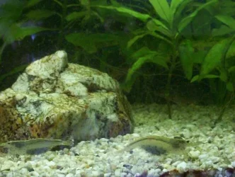 shrimp2.webp