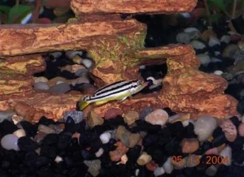cichlid.webp