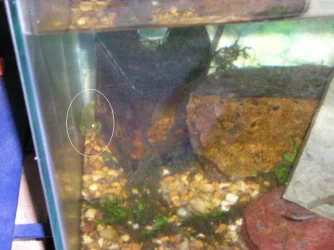 Andrew__s_tanks_2_039.webp