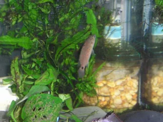 BRYAN_FAMILY_pets_050.webp