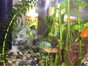 platy.webp