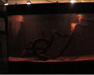 reef1_363.jpg