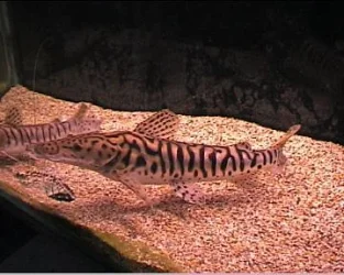 reef1_343.webp