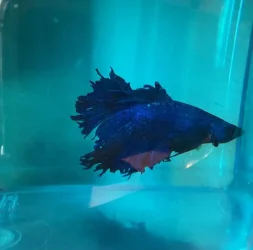 itachi in blue 1.webp