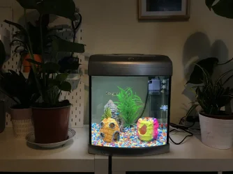 fish.webp