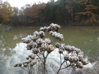 A Kentcuky Living Nature.webp