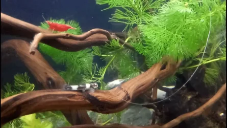 Panda loach.webp