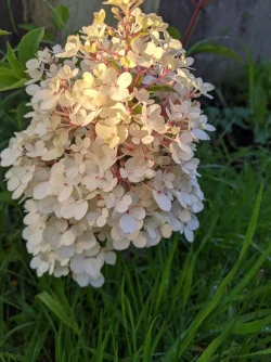 MVIMG_20200801_203337.webp