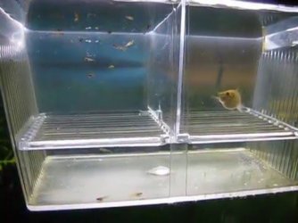 guppy-breeder-box.jpg