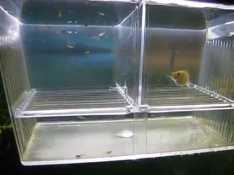 guppy-breeder-box.webp