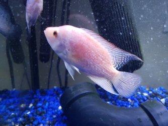 unknown cichlid 2.jpg