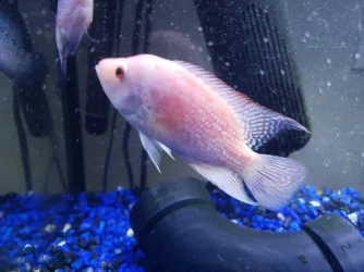 unknown cichlid 2.webp