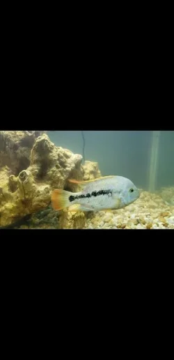 Unknown cichlid.webp