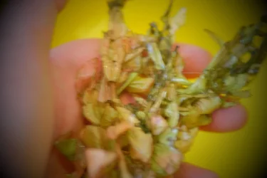 DSCF1544.webp