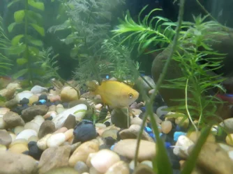 55Gal (3).webp
