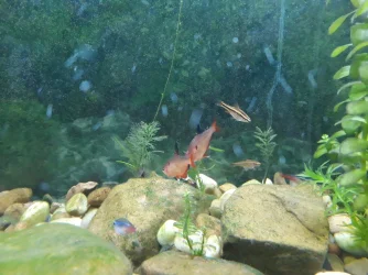 55Gal (4).webp