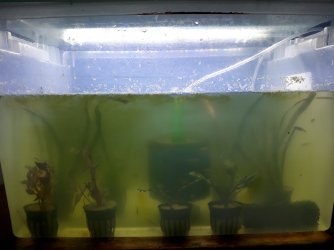 Quarantine Tank (1).jpg