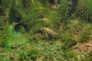 Apistogramma-hongsloi-biotope, Venezuela.webp