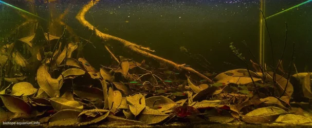 Igarape Puxurituba, Barcelos, Brazil (Amazonia).webp