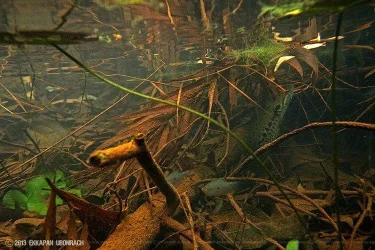 Thailand, Tricopodus trichopterus habitat.webp