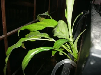 GEDC1173.webp