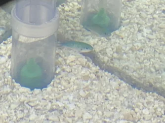 chromis spot 1.webp