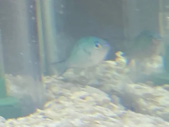 chromis spot 2.webp