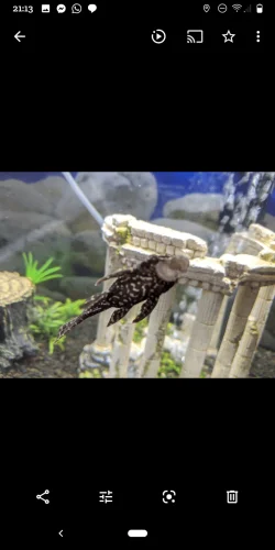 Screenshot_20200818-211338.webp