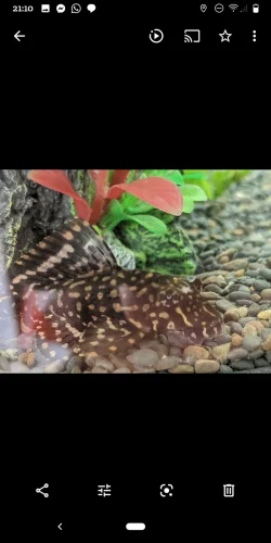 Screenshot_20200818-211057.webp